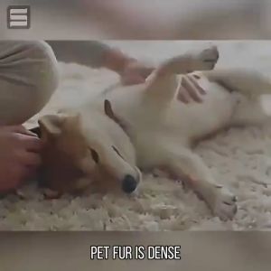 🥇Japan imported 🥇 ticks and fleas killer for dog 500ML pet insecticide spray Kill all the bugs Universal for cats and dogs Natural plant formula safe and non-irritating long-lasting care dog spray for ticks and fleas thick and flea killer for dogs