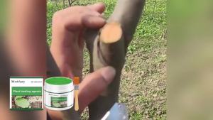 2025 ครีมทาแผลต้นไม้ ครีมทาตัดพืช บอนไซ ครีมทาตัด ครีมซ่อมแซมต้นไม้พร้อมเครื่องมือซ่อมแซม