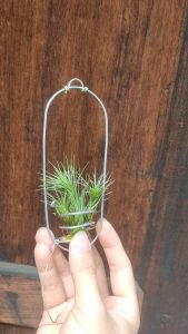 Tillandsia Funkiana Silver set with wire hanger / Air plant / 空气凤梨- 狐狸尾巴