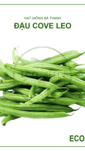 [EcoSeeds] Hạt Giống Đậu Cove Leo Tứ Quý (Đậu Que) - Giống Sinh Trưởng Phát Triển Khỏe - Gói 50g