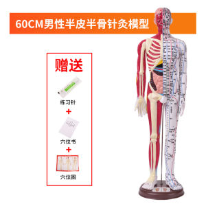 High Definition Acupuncture Meridian Model 60CM Semi-Leather Semi-Muscle Anatomical Engraved Teaching Tool for Massage And Acupuncture Instruction