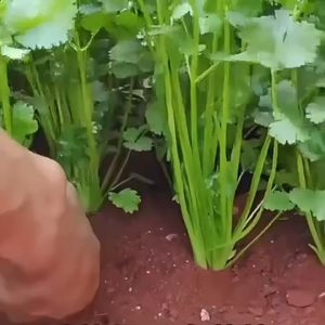 900 เมล็ด เมล็ดพันธุ์ เมล็ดผักชี ผักชีหอม