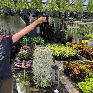 เคราฤาษีต้นไม้ฟอกอากาศ ไซส์ 8 นิ้ว ( จำนวน 1 ต้น ) พุ่มหนาๆ พร้อมลวดแขวน