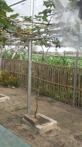 Batang Besar Bibit Anggur Jupiter: Panduan Lengkap