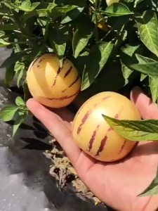 50 เมล็ดเมล็ดพันธุ์ เมล่อนเปปิโน Pepino Melon Seeds -เมล็ดพันธุ์เมล่อนเปปิโนฮอลแลนด์ เมล็ดผลไม้