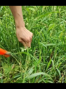 Liềm Cắt Cỏ 28cm Siêu Sắc Bén Chắc Chắn - Cắt Nhanh Gọn Phù Hợp Làm Vườn Nông Nghiệp