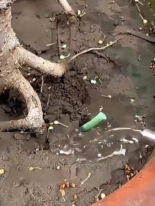 30PCS/Kotak Plant Rooting Fertilizer Plant Sticks 6 In 1 Meningkatkan Pertumbuhan Akar Pupuk Tanaman Hias Tingkatkan Lingkungan Tanaman Tanah