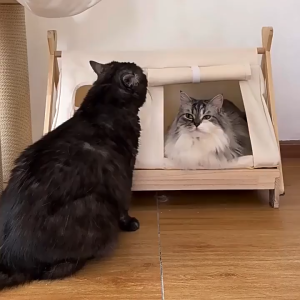 Cat Dog House Indoor For Small  Cats Dogs Pet Tent Enclosed Safety Cage Elevated Bed Household