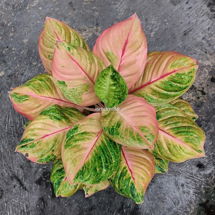 Promo bibit bonggol Aglonema Rainbow / Aglaonema Rainbow Tanaman Indoor Aglaonema  Rainbow Bibit Aglonema Rainbow Dengan Garansi Penjual Tanaman Hias Aglonema  Rainbow Untuk Rumah - Lazada | Lazada Indonesia
