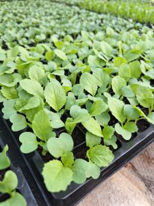 ต้นกล้าผักกาดขาวพันธุ์หนัก (ต้นละ3บาท)