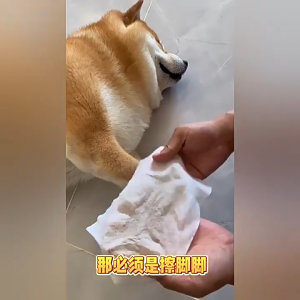 ผ้าเช็ดทำความสะอาดสุนัขและแมว 80 ชิ้นผ้าเช็ดทำความสะอาดอเนกประสงค์ปลอดภัยสำหรับแมวและสุนัข ผ้าเช็ดทำความสะอาดช่วยขจัดกลิ่นและแบคทีเรีย