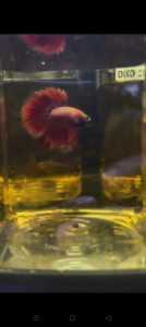 BETTA AURORA ROSE TAIL /RANDOM PICK/ PAIR AVAILABLE