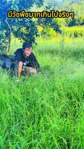 พลาสติกคลุมวัชพืช กำจัดวัชพืช ผ้าคลุมวัชพืช พลาสติกเกรดส่งออก ผสมUV ฆ่าหญ้า เห็นผลไวถายใน 1 เดือน