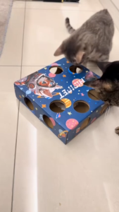 Whack-A-Mole Cat Teaser Auto Electric Box Corrugated Paper Cats Relieve Interactive Toys Toy Joy