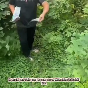 Thuốc diệt cây lớn gỗ lớn gói to 500g diệt được các loại cây to lớn tre già cỏ dại