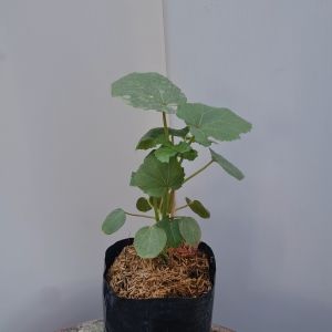 ต้นกระเจี๊ยบเขียว ส่งพร้อมถุงเพาะชำ 5.5นิ้ว ต้นกระเจี๊ยบ กระเจี๊ยบเขียว กระเจี๊ยบ