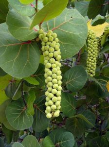 Cây giống nho biển( cây tra)