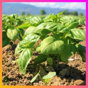 SeedsPLAZA™ - Sweet Basil Genovese Seeds for Planting Herbal Plants (50 Seed) incl. Planting Instruction F1 Italian