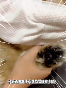 Pet Grooming Glove Wipes Easy and Quick Cleaning and Deodorizing For All Pets