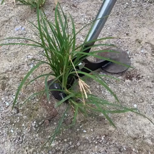 เครื่องมือกำจัดวัชพืชและกำจัดรากโลหะ ไม่มีมือจับ การเกษตรแบบอเนกประสงค์ เครื่องมือย้ายต้นไม้