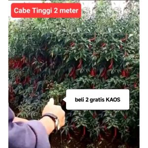 Bibit Cabe Keriting Lokal SINGKARAK Tinggi 2 m (10 gr)