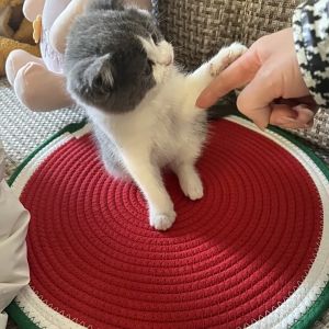 LOCAL DELIVERY-Cat Scratcher Mat Cute Round Natural Cotton Cat Scratcher Scratch Mat Sleeping Pad for Carpet Sofa Couch
