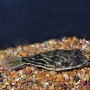 Fahaka Puffer/Ornamental fish/Freshwater/Readystock