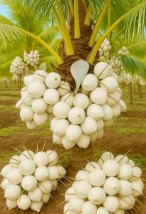 BIBIT MURAH KELAPA WHITE🌴 Adalah Salah Satu Varietas Unggul Dari Pohon Kelapa Yang Langkah Pohon kelapa putih ini sangat langkah jadi banyak dicari masyarakat banyak ditanam dengan metode bonsai. Keunikan pohon dan buahnya Putih