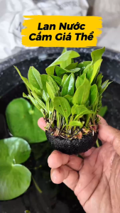 Lan Nước Cắm Giá Thể (Cây Thủy Sinh Trang Trí Bể Cá Cảnh)