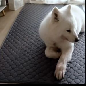 แผ่นรองฉี่สัตว์เลี้ยง แผ่นรองฉี่สุนัขแบบซักได้ แผ่นรองฉี่สุนัข4ชั้น ซักใช้ซ้ำได้ ซึมซับได้ดี มีกันลื่น