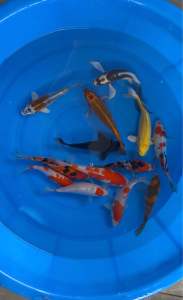 Japan bloodline super top selection 5”-6.5” local bred 13pcs GOOD FORTUNE COMBO RM1788 + shipping RM60