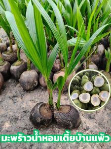ต้นมะพร้าวน้ำหอมเตี้ยบ้านแพ้ว ต้นพันธุ์สูง30-45ซม. ปลูก2-3ปีติดผล ต้นพันธุ์แข็งแรง พร้อมปลูก