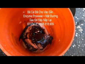 1kg Men ủ Phân Cá ENZYME PROTEASE nguyên liệu nhập khẩu 100%  xử lý nước  ủ phân cá hàm lượng cao# gói 1kg