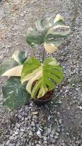 มอนสเตอร่า ไทคอน ไซส์ใหญ่ ใบฉีกแล้ว เลือกต้นได้ Monstera Thai Constellation