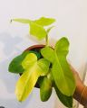 tanaman hias philodendron violin Golden  bipenifolium/ violin yellow / vilolin varigata / tanaman bunga cantik / tanaman indoor dan outdoor. 