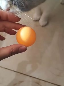 Đồ chơi banh nhựa cho Chó Mèo nhiều màu sắc vui nhộn 4cm (mẫu mới) - Love Pets Shop