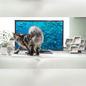 ProDiet Wet Cat Food Bonus Pack- Ocean Fish x 2 (85g x 5+1 Pouches)