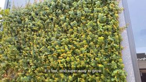 Creeping Fig Wall Decor: 10pcs Cuttings