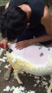 COD BaoRun Alat Cukur Elektrik Bulu Binatang Pet Dog Clipper P7 / mesin cukur bulu hewan peliharaan damba garut kambing anjing kucing super tajam / mesin cukur bulu binatang elektrik dicas