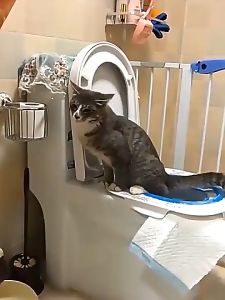 Pelatihan Toilet Kucing: Pemilihan & Penggunaan Aksesoris Pelatihan Toilet Kucing