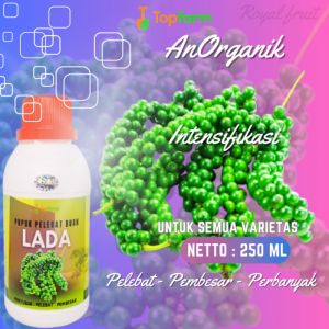 Pupuk Tanaman Lada: Meningkatkan Produksi Buah