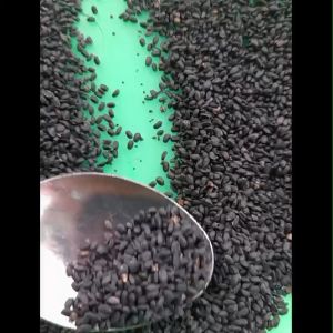 BIJI BENIH Kemangi ASLI Terlaris