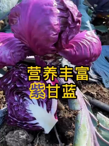 200เมล็ดเมล็ดพันธุ์กะหล่ำปลีม่วงPurple Cabbage Seed เมล็ดกะหล่ำปลี เมล็ดพันธุ์ผัก ผักสวนครัว ผักออร์แกนิก เมล็ดผัก เมล็ดงอกสูง ปลูกง่าย