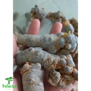 Tam thất hoang tam thất rừng tự nhiên vùng núi cao Tây Bắc. Tam thất củ khô loại thượng hạng cao cấp.