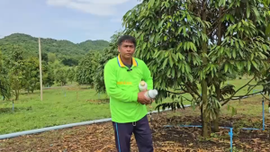 ชุดใหญ่ แมกม่า 1 ลิตร + ลาวา 2 ลิตร ชุดละ 3700฿ แมกม่าผสมน้ำได้ 4000 ลิตร ( ลาวาขึ้นอยู่กับอัตราส่วนที่ใช้แต่ละช่วง )