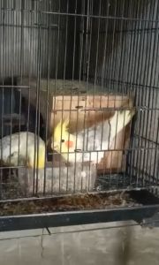 Pakan Burung VOER B (Burung Pemakan Biji-Bijian)