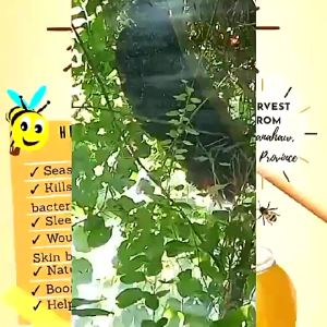 WILD HONEY FROM MT. BANAHAW 1.6KG