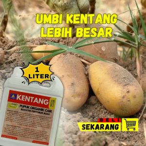 Pupuk Penyubur Tanaman Kentang & Pupuk Pembesar Buah Kentang