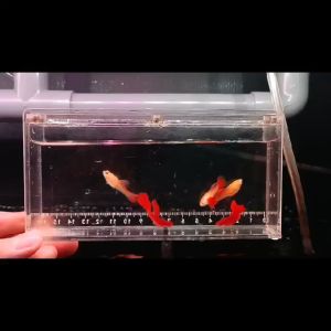 [J Wild Aquatic]—— Albino Full Red Guppy
