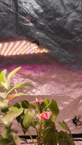 LM301h EVO 85W Dimmable Plant Grow Light Promotes plant growth and flowering Superior heat dissipation